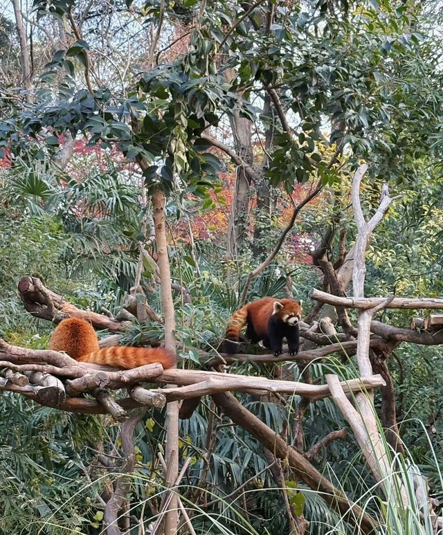 南京紅山動物園，萌寵天堂！