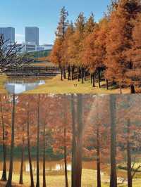 深圳寶藏地|聚龍山濕地公園賞落羽杉啦