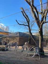 Visit London Zoo in Winter for a Unique Experience