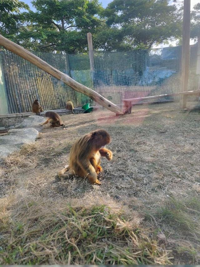 走進大連森林動物園，探索奇妙的動物世界！