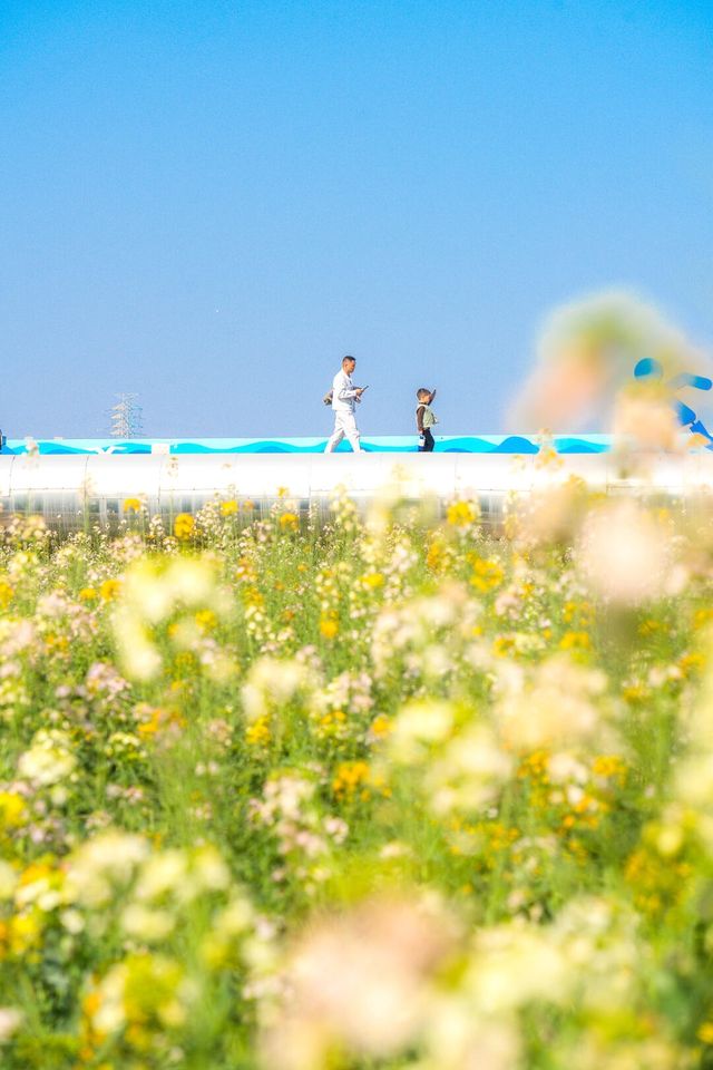 廣州油菜花海