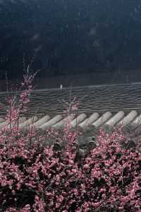 ⁰²¹⁵ 江南無所有，只是被淋了一身紅梅花瓣雨…