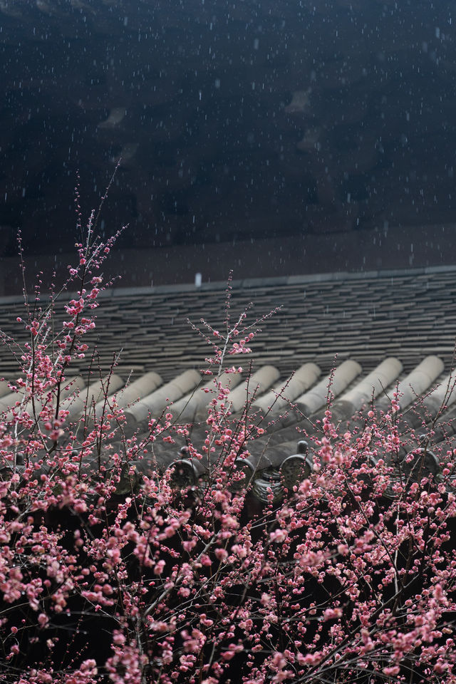 ⁰²¹⁵ 江南無所有，只是被淋了一身紅梅花瓣雨…