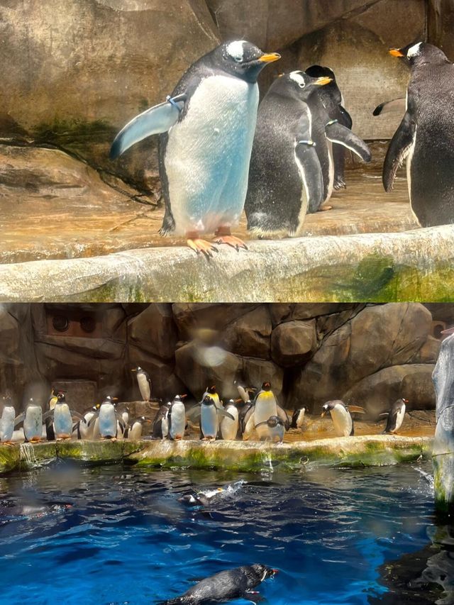 朋友圈問瘋了的地方香港海洋公園旅遊攻略