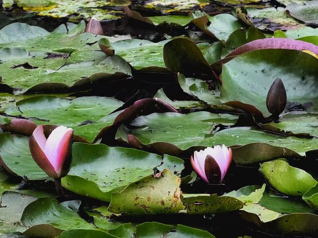 威爾遜植物園