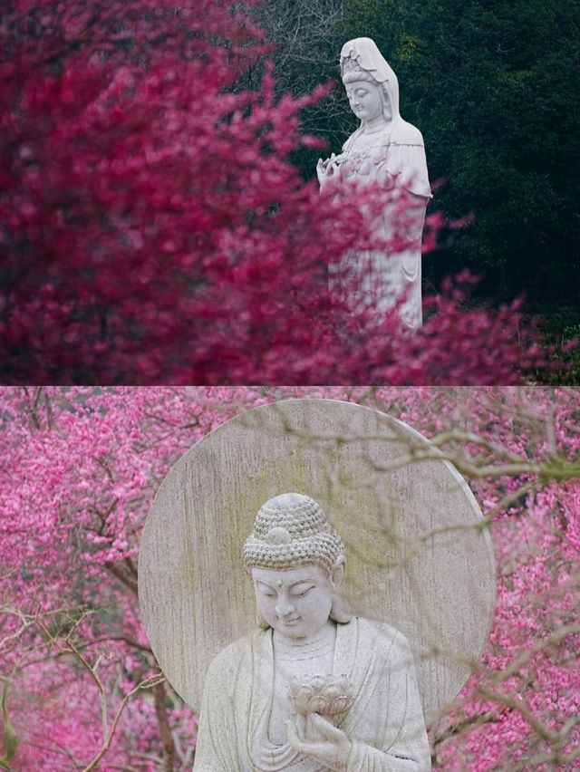 溫州1H｜這座禪寺的梅花瀑布，真的美哭我了