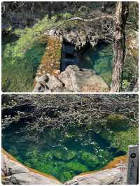 在大奇山國家森林公園偶遇“神秘生物”，你猜是啥？