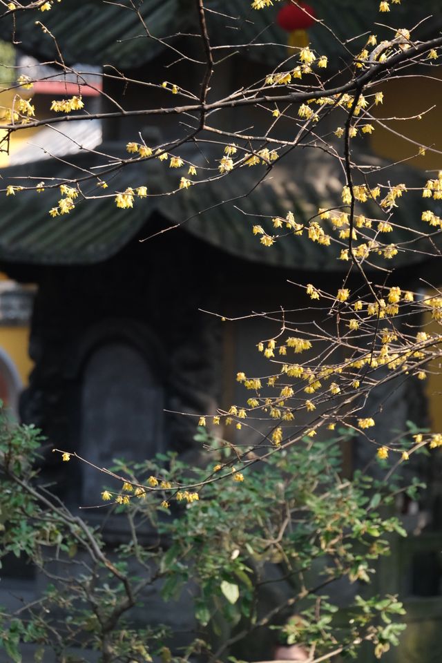 冬日暖陽下的法喜寺，貓咪、臘梅同禪意，治癒咗我～