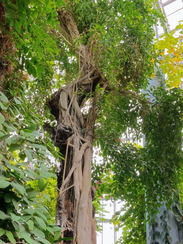 鄭州的春和景明從植物園的溫室開始