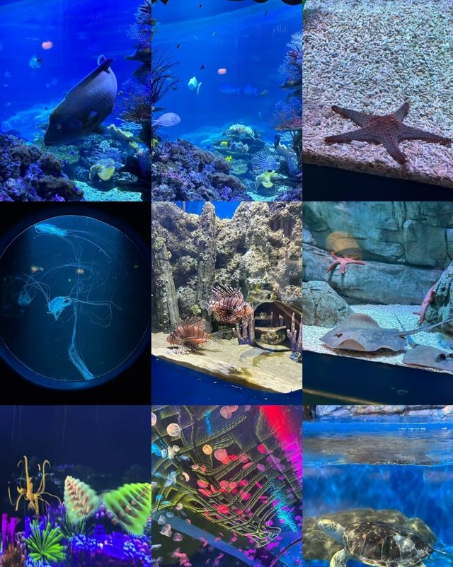 快來深圳海洋奇夢館吧