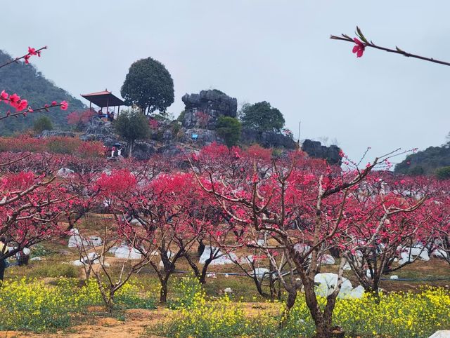 連平桃花谷