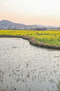 建水三月,去雙龍橋睇油菜花海
