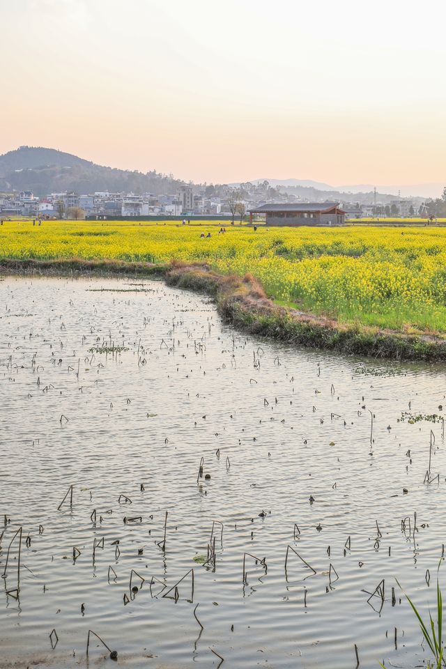 建水三月,去雙龍橋睇油菜花海 建水三月,去雙龍橋睇油菜花海