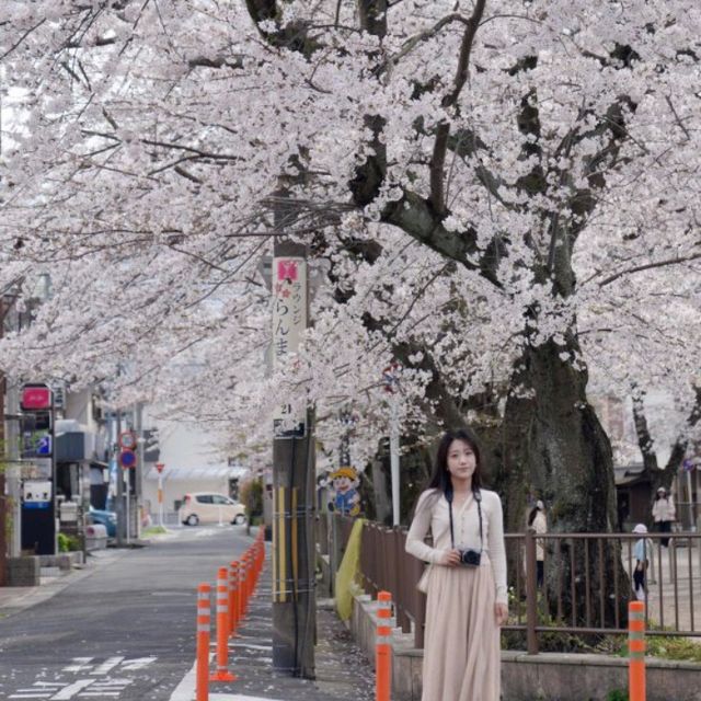 2025京都櫻花季小眾景點🌸