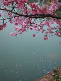 🌸東湖櫻園最新實況！無濾鏡live圖超