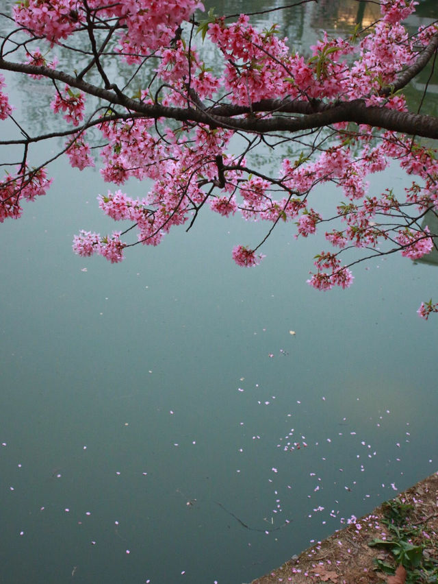 🌸東湖櫻園最新實況！無濾鏡live圖超
