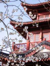 武漢堤角公園櫻花🌸高性價比賞櫻勝地