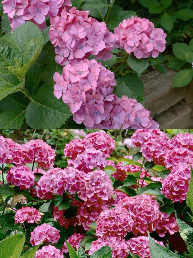 春日繡球花地圖：鎌倉篇