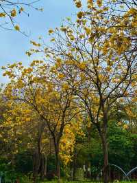 💖深圳香蜜公園，人間仙境
