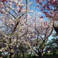 五一日本追櫻全攻略🌸 一次看個夠