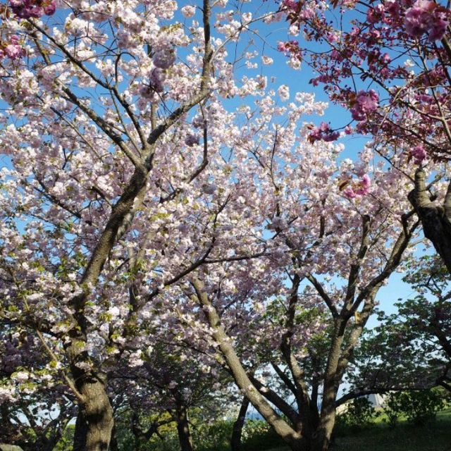 五一日本追櫻全攻略🌸 一次看個夠