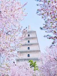 3月必去！咸陽鄭國渠！