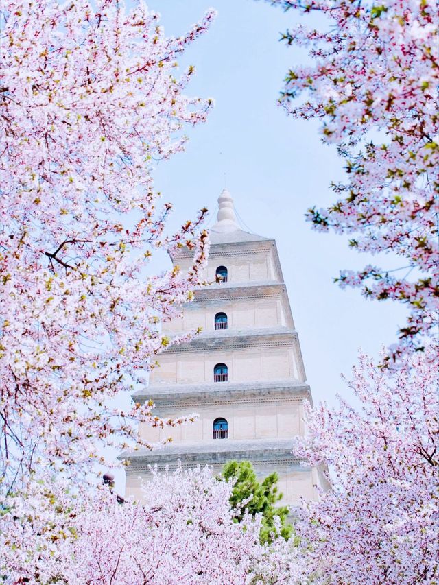 3月必去！咸陽鄭國渠！