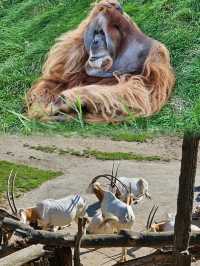 萊比錫動物園通關記！超大園區的瘋狂動物追蹤