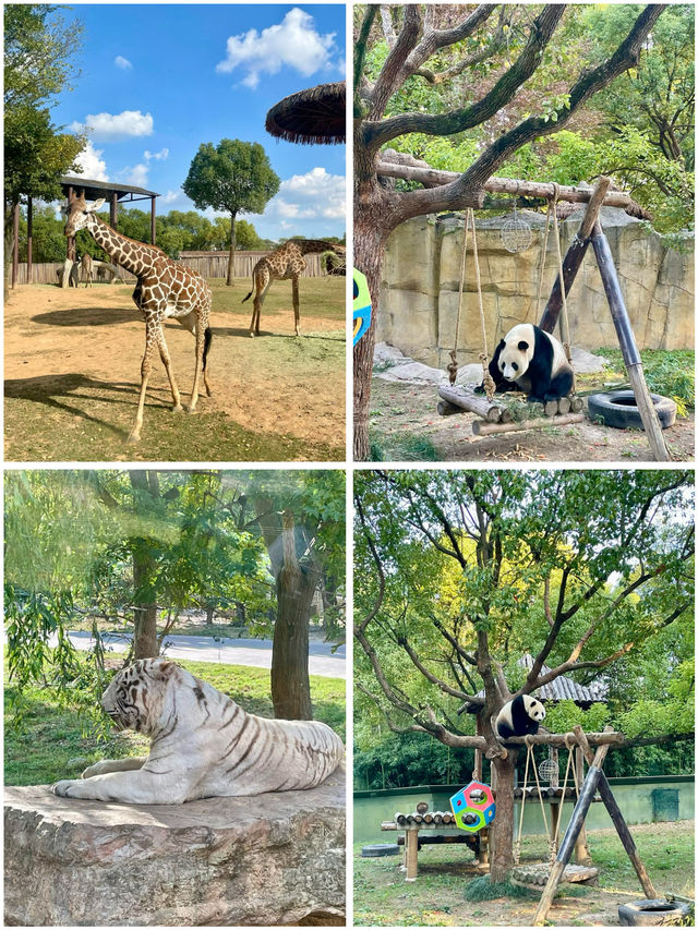 上海野生動物園的小動物們都太會整活啦