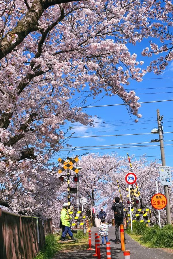 Kyoto and Nara: 4-Day Cherry Blossom Guide 🌸 Detailed Cherry Blossom and Deer Feeding Plan