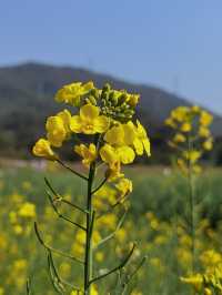 鄉間村野油菜花故
