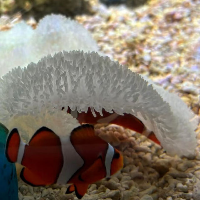 大阪🐠海遊館！全指南帶你玩轉海底世界~