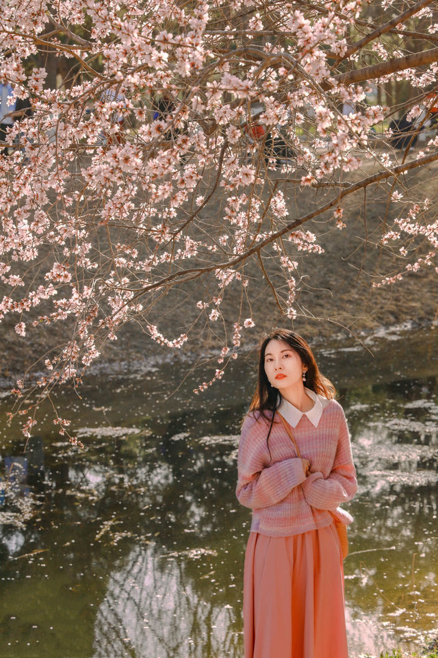 北京賞花攻略，抓住奧森桃花堤的尾巴～