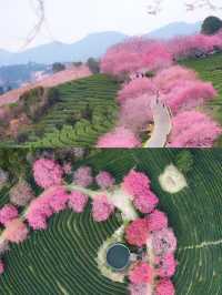 福建龍岩永福櫻花 | 夢幻仙境拍照攻略