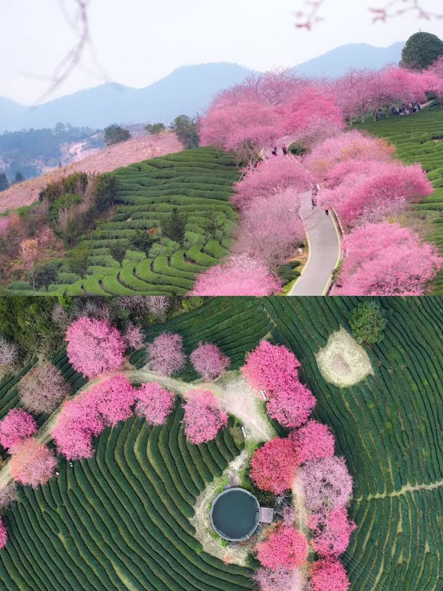 福建龍岩永福櫻花 | 夢幻仙境拍照攻略