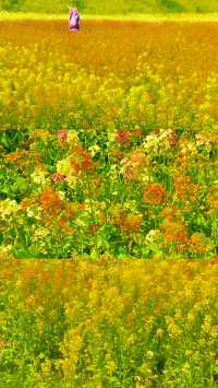 《南昌賞油菜花，最佳地點是哪裡？》