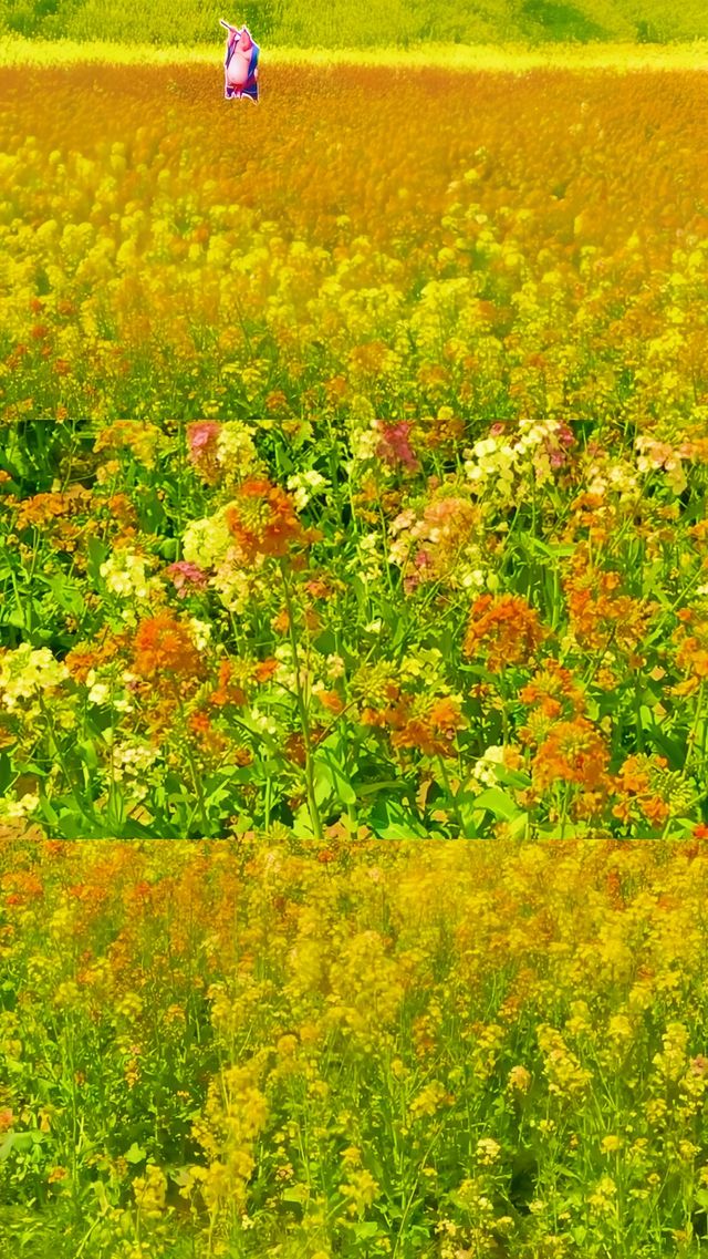 《南昌賞油菜花，最佳地點是哪裡？》