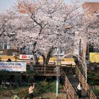 藏不住啦！溫泉山公園櫻花美出圈🌸