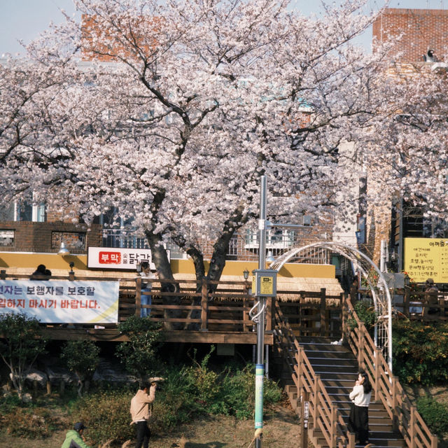藏不住啦！溫泉山公園櫻花美出圈🌸