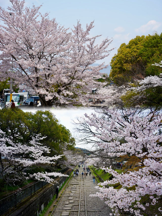 日本追櫻之旅｜京都櫻花最新情報