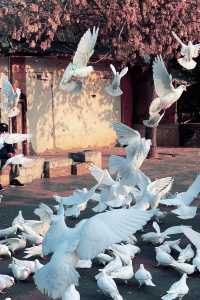 鄭州｜紫金山公園｜春日限定｜梅櫻共舞嘅浪漫奇遇