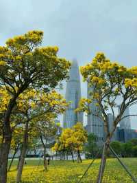 🌼深圳人才公園黃風鈴盛景