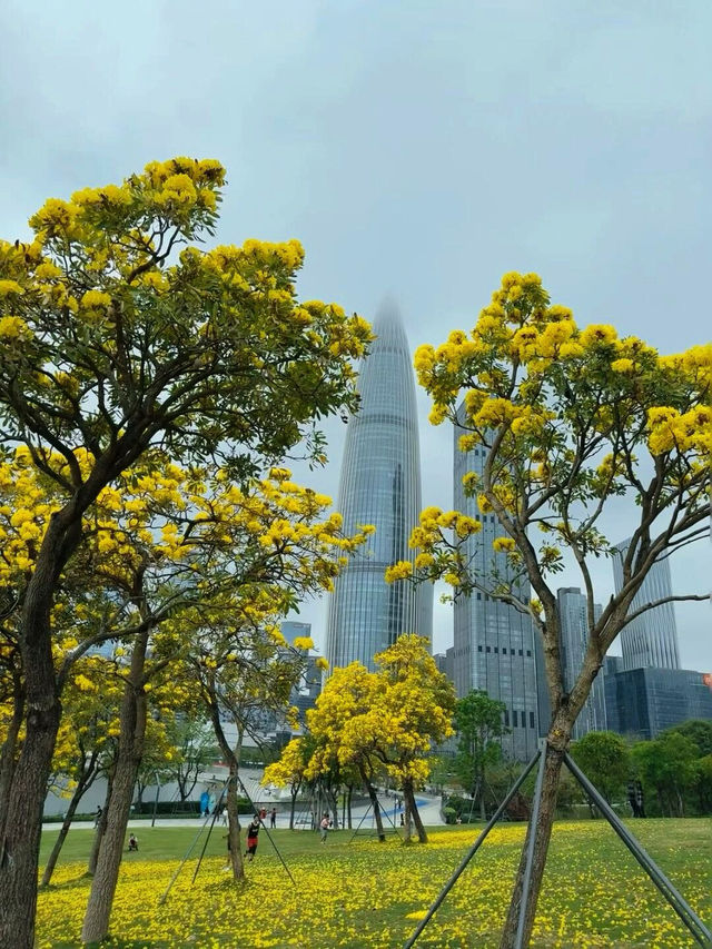 🌼深圳人才公園黃風鈴盛景