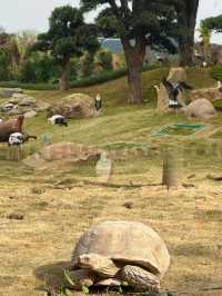不去非洲在清遠長隆竟然能看到動物大遷徙