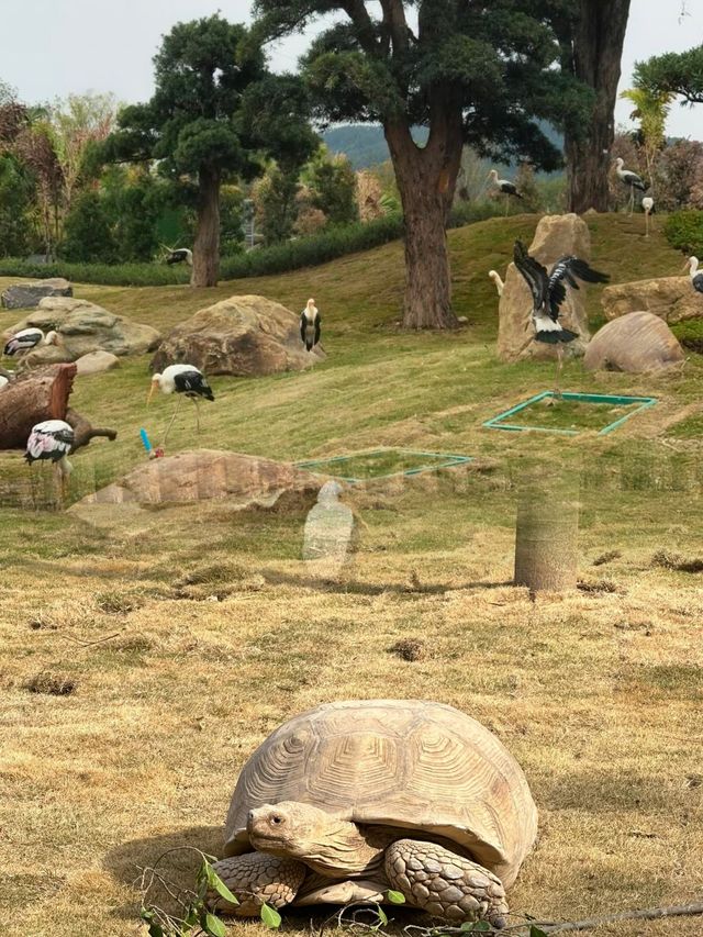 不去非洲在清遠長隆竟然能看到動物大遷徙