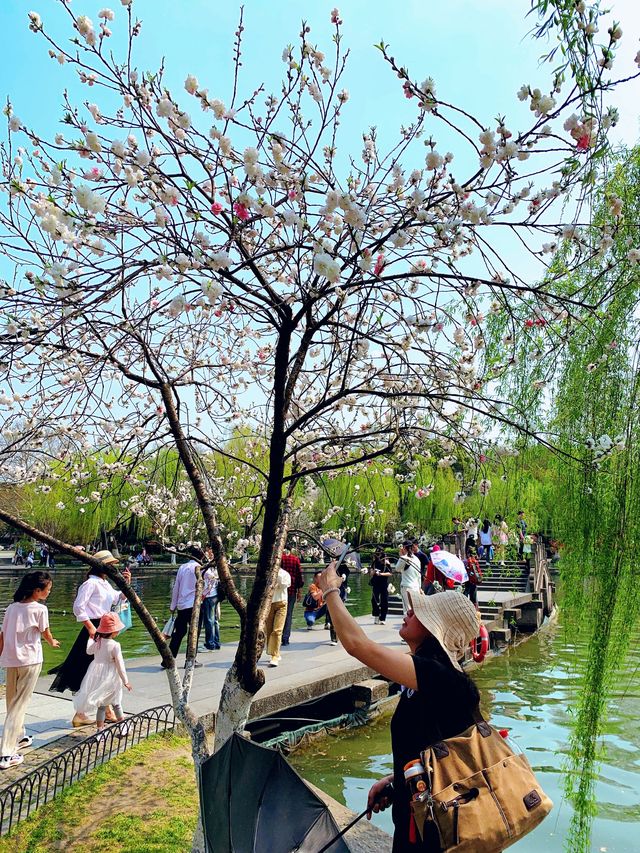 春日來信｜孤山的桃花開啦