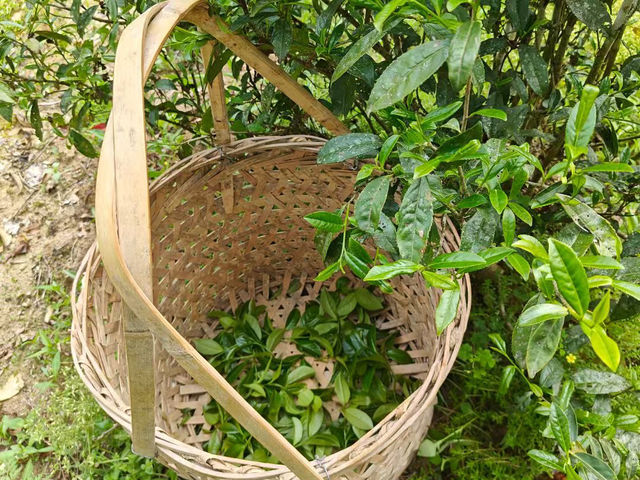 Tea picking at Wuyi Mountain 🍃🫖