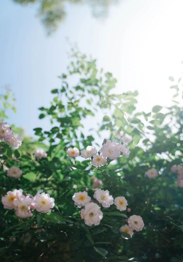 愛的告白