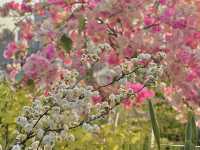 🌷香港花卉展 | 误入現實版莫奈花園