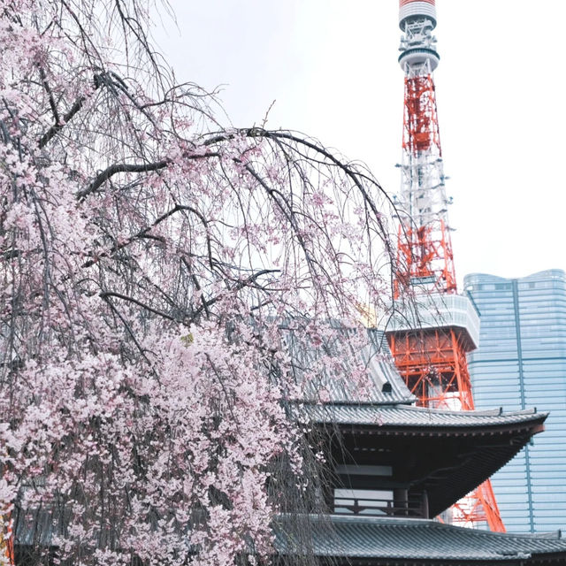 東京塔下的寧靜角落｜增上寺🌆